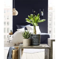 Scheurich Alma Blue Ceramic Pot - 12cm -Green Haven Shop 12912144 5774845867664998