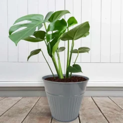 Ribbed Planter (3 Colour Mix) - 18cm -Green Haven Shop 13193953 1834933504482486