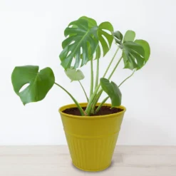 Ribbed Planter (3 Colour Mix) - 14cm -Green Haven Shop 13193958 2054933504207512