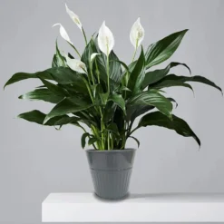 Ribbed Planter (3 Colour Mix) - 14cm -Green Haven Shop 13193958 8364933504175406