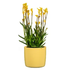 Yellow Solare Plant Pot - 15cm -Green Haven Shop 13432909 1104914559278423