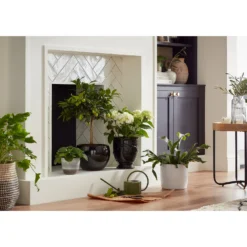 Perla White Plant Pot - 15cm 8 Perla White Plant Pot - 15cm -Green Haven Shop 13432913 1474948242881271