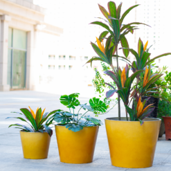 Glazed Finish Planter Mustard 30cm -Green Haven Shop 13928631 8775001956194656