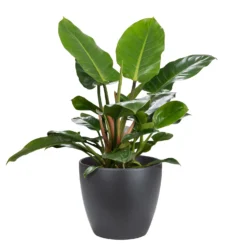 Scheurich Black Indoor Pot - 28cm -Green Haven Shop 13953251 2024987120017795
