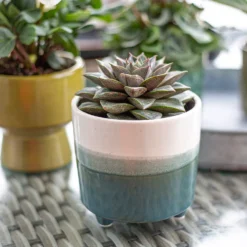 Two Tone Ombre Indoor Plant Pot - 12cm -Green Haven Shop 14197407 1005024191386699