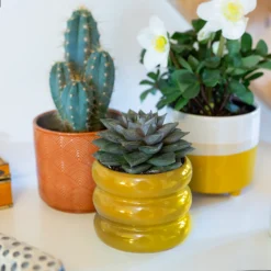 Two Tone Ombre Indoor Plant Pot - 12cm -Green Haven Shop 14197407 1225024191593906