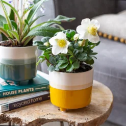 Two Tone Ombre Indoor Plant Pot - 12cm -Green Haven Shop 14197407 1345024191288365