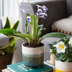 Two Tone Ombre Indoor Plant Pot - 12cm -Green Haven Shop 14197407 2875024191340553