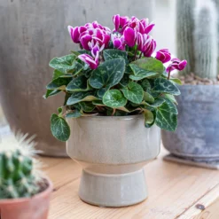 Chamfered Indoor Plant Pot - 13cm -Green Haven Shop 14197408 5005024191396185