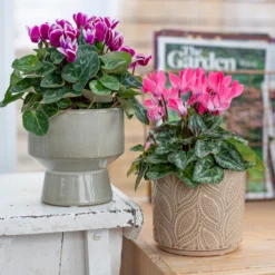 Crackle Leaf Indoor Plant Pot - 12cm -Green Haven Shop 14197410 1345024191550610