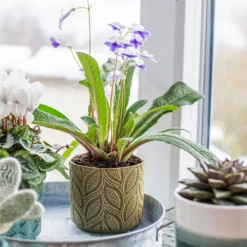 Crackle Leaf Indoor Plant Pot - 12cm -Green Haven Shop 14197410 8095024191499877