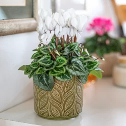 Crackle Leaf Indoor Plant Pot - 12cm -Green Haven Shop 14197410 9825024191346259