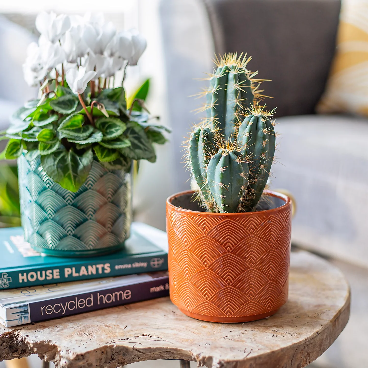 Green Haven Shop -Green Haven Shop 14197411 1565024190838689