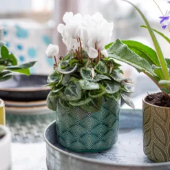 Art Deco Indoor Plant Pot - 12cm 16 Art Deco Indoor Plant Pot - 12cm -Green Haven Shop 14197411 2035024190791106