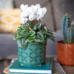 Art Deco Indoor Plant Pot - 12cm 17 Art Deco Indoor Plant Pot - 12cm -Green Haven Shop 14197411 3485024190881577